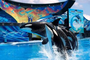 sea world baleia
